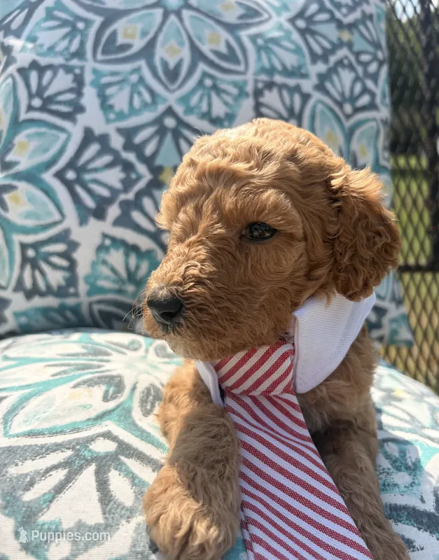AKC green male  – Poodle - Standard  puppy for sale in Wray, GA