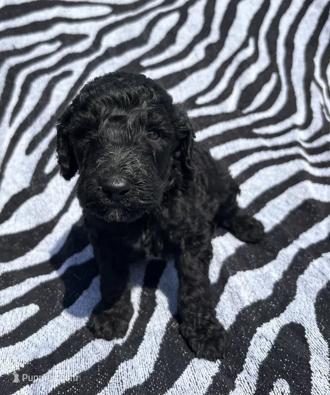Black AKC Male  – Poodle - Standard  puppy for sale in Wray, GA