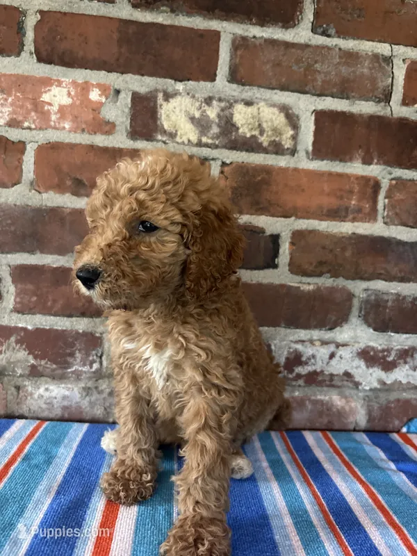 AKC green male  – Poodle - Standard  puppy for sale in Wray, GA