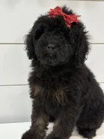 Mini Phantom , a female Poodle - Miniature  for sale in Wray, GA – 3 of 6