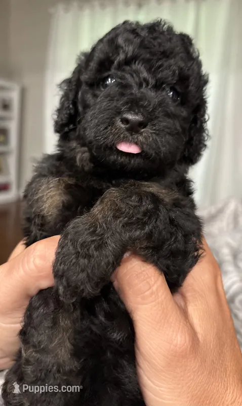 Mini Phantom  – Poodle - Miniature  puppy for sale in Wray, GA
