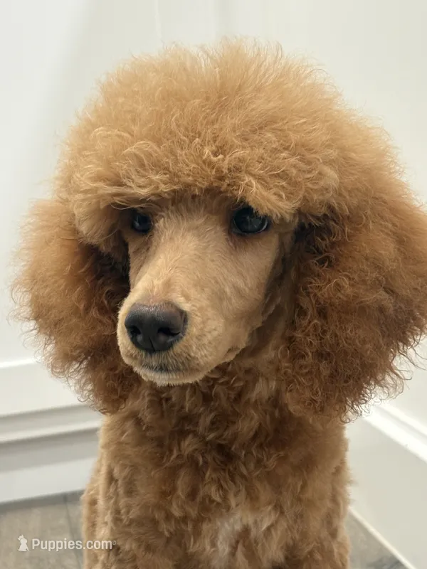 AKC standard Poodle  – Poodle - Standard  puppy for sale in Wray, GA