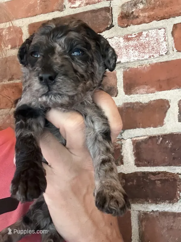 AKC Mini Merle – Poodle - Miniature  puppy for sale in Wray, GA
