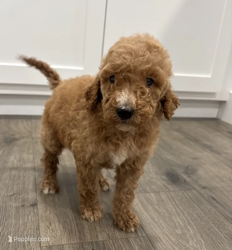 AKC standard Poodle  – Poodle - Standard  puppy for sale in Wray, GA