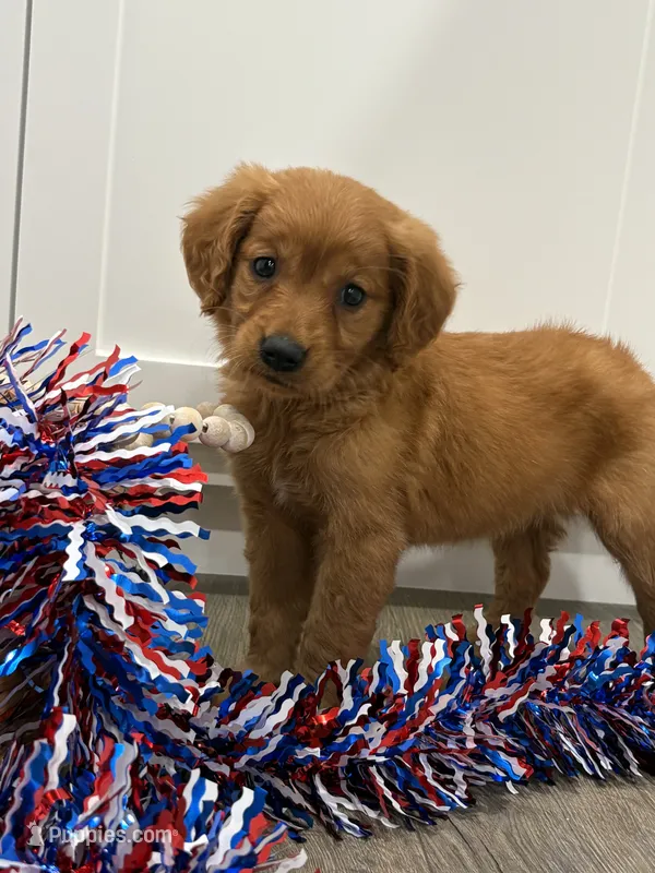 Pink Girl – Golden Retriever puppy for sale in Wray, GA