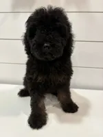 Mini Phantom , a female Poodle - Miniature  for sale in Wray, GA – 4 of 6