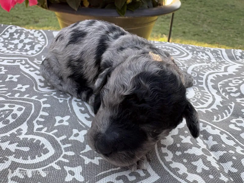 Mini Merle  – Poodle - Miniature  puppy for sale in Wray, GA
