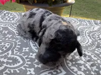 Mini Merle , a female Poodle - Miniature  for sale in Wray, GA – 1 of 3