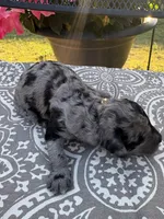 Mini Merle , a female Poodle - Miniature  for sale in Wray, GA – 3 of 3