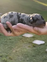 Mini Merle , a female Poodle - Miniature  for sale in Wray, GA – 2 of 3
