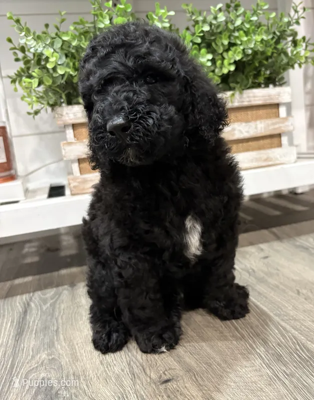 Black AKC Male  – Poodle - Standard  puppy for sale in Wray, GA