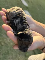 AKC Mini Merle, a male Poodle - Miniature  for sale in Wray, GA – 2 of 2