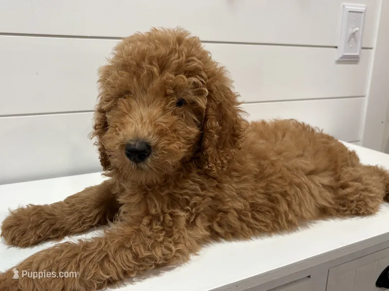 AKC green male  – Poodle - Standard  puppy for sale in Wray, GA