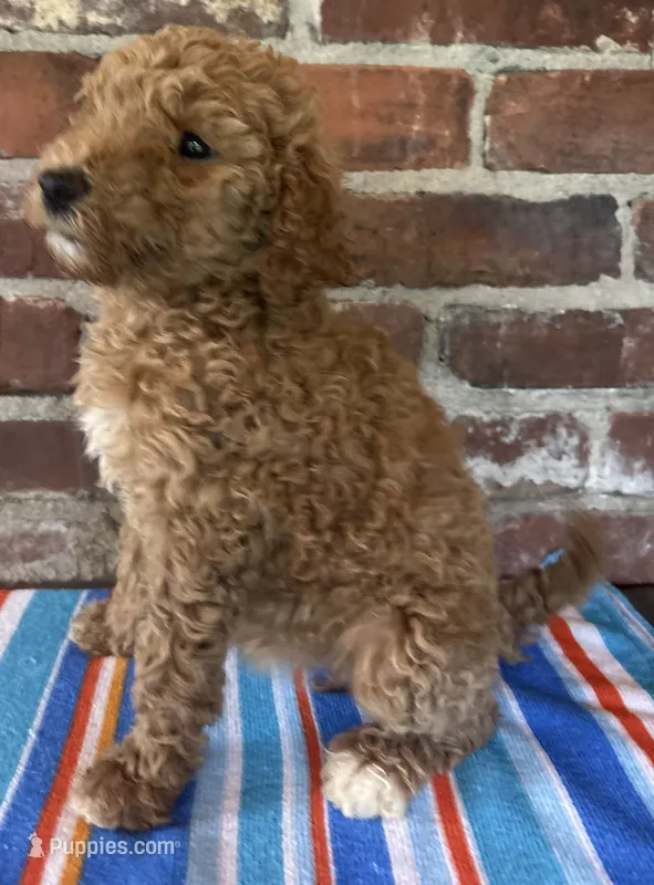 AKC standard Poodle  – Poodle - Standard  puppy for sale in Wray, GA