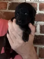 Mini Phantom , a female Poodle - Miniature  for sale in Wray, GA – 1 of 4