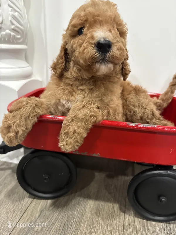 AKC standard Poodle  – Poodle - Standard  puppy for sale in Wray, GA