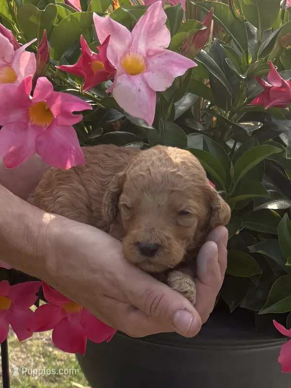 Blue male  – Poodle - Standard  puppy for sale in Wray, GA