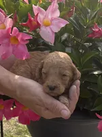 Blue male , a male Poodle - Standard  for sale in Wray, GA – 1 of 2