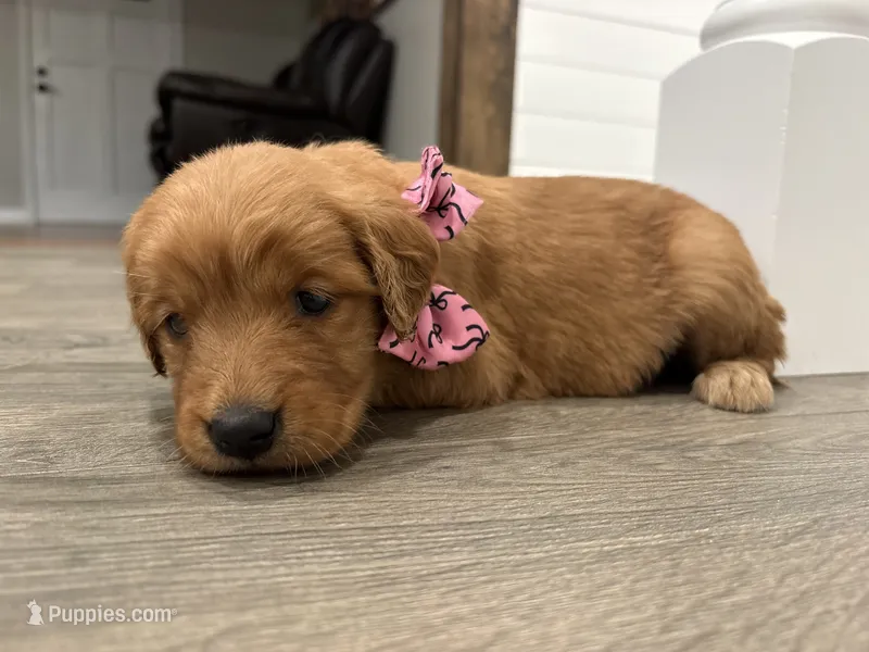 Pink Girl – Golden Retriever puppy for sale in Wray, GA
