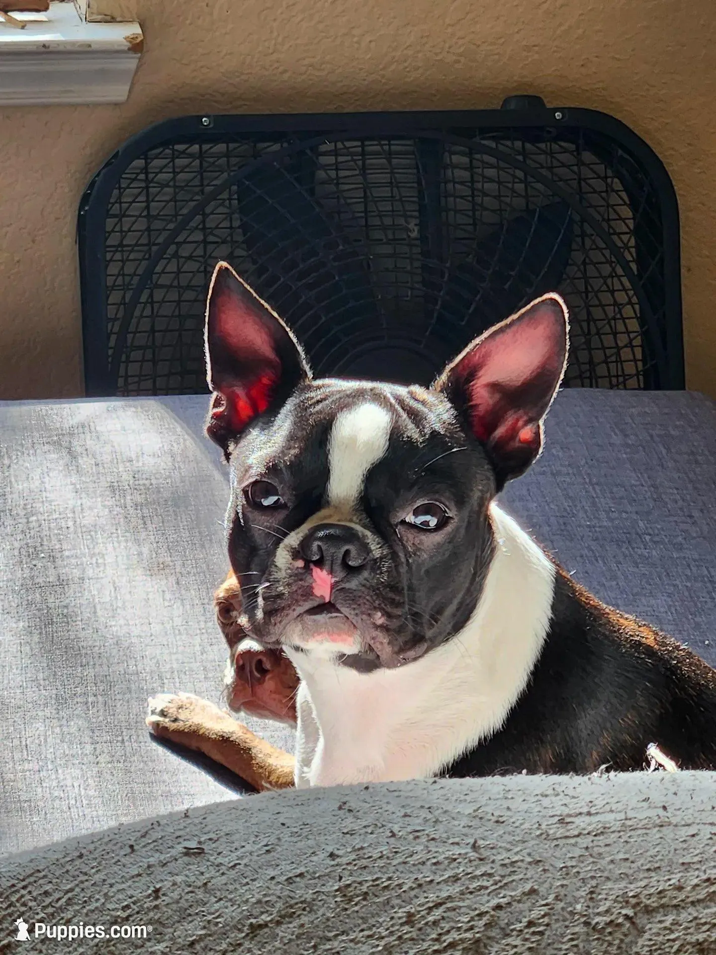 Iggy – Boston Terrier puppy for sale in Hutto, TX