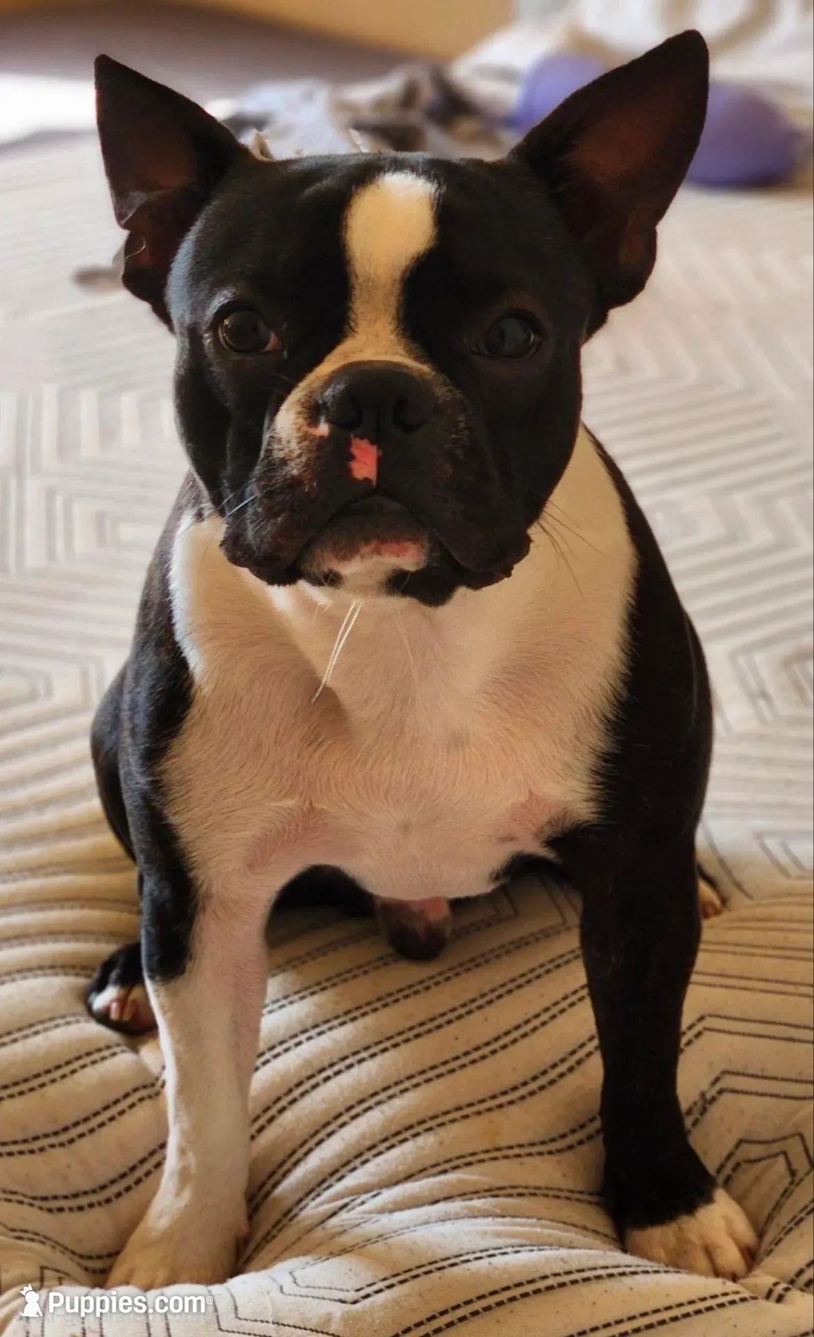 Iggy, a male Boston Terrier for sale in Hutto, TX – Photo 3 of 4