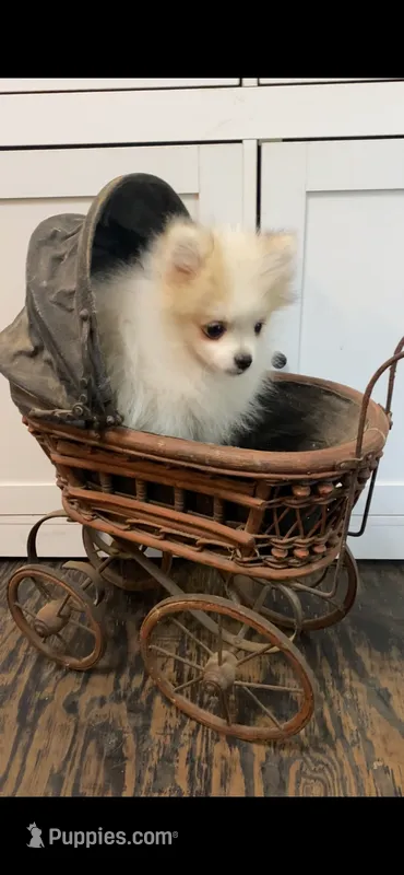 Remus – Pomeranian puppy for sale in Pell City, AL