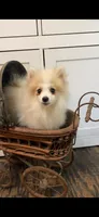 Romulus, a male Pomeranian for sale in Pell City, AL – 2 of 2