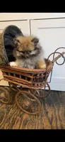 Elvis, a male Pomeranian for sale in Pell City, AL – Photo 3 of 3