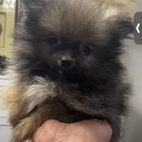 TINY Nugget, a male Pomeranian for sale in Pell City, AL – Photo 1 of 2