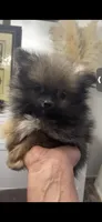 TINY Nugget, a male Pomeranian for sale in Pell City, AL – Photo 1 of 2