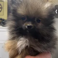 TINY Nugget, a male Pomeranian for sale in Pell City, AL – Photo 2 of 2
