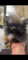TINY Nugget, a male Pomeranian for sale in Pell City, AL – Photo 2 of 2