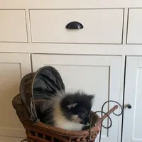 Libby, a female Pomeranian for sale in Pell City, AL – Photo 2 of 2