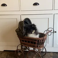 Libby, a female Pomeranian for sale in Pell City, AL – Photo 1 of 2