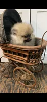 El Chappo, a male Pomeranian for sale in Pell City, AL – 3 of 3