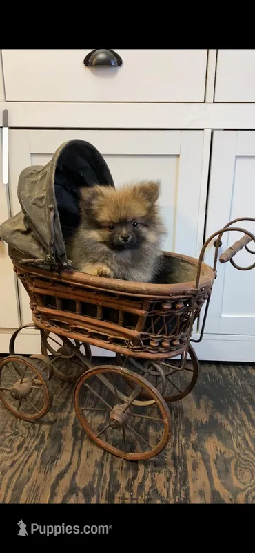 Dottie, a female Pomeranian for sale in Pell City, AL – Photo 1 of 1