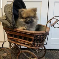Dottie, a female Pomeranian for sale in Pell City, AL – 1 of 1