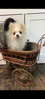 Remus, a male Pomeranian for sale in Pell City, AL – 3 of 4