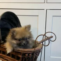 Ditto, a female Pomeranian for sale in Pell City, AL – Photo 1 of 2