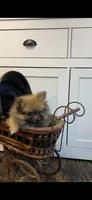 Ditto, a female Pomeranian for sale in Pell City, AL – Photo 1 of 2