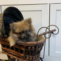 Ditto, a female Pomeranian for sale in Pell City, AL – Photo 2 of 2