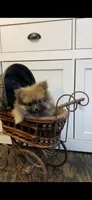 Ditto, a female Pomeranian for sale in Pell City, AL – Photo 2 of 2