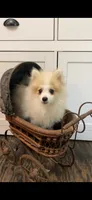 Romulus, a male Pomeranian for sale in Pell City, AL – 1 of 2