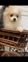 Remus, a male Pomeranian for sale in Pell City, AL – 2 of 4