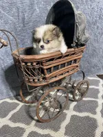 Fefe, a female Pomeranian for sale in Pell City, AL – Photo 4 of 7