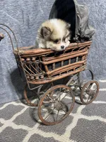 Fefe, a female Pomeranian for sale in Pell City, AL – Photo 2 of 7