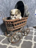 Fefe, a female Pomeranian for sale in Pell City, AL – Photo 7 of 7