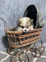 Fefe, a female Pomeranian for sale in Pell City, AL – Photo 1 of 7