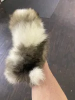 Fefe, a female Pomeranian for sale in Pell City, AL – Photo 3 of 7