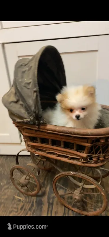 Jenny – Pomeranian puppy for sale in Pell City, AL